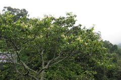 Prunus ceylanica